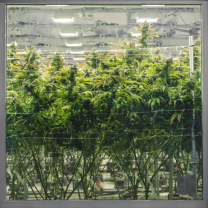 image of a cannabis grow room