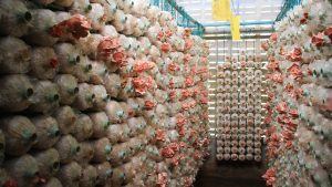 cleanroom for mushroom production